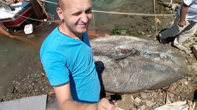 Bursa'da dev ay balığı yakalandı
