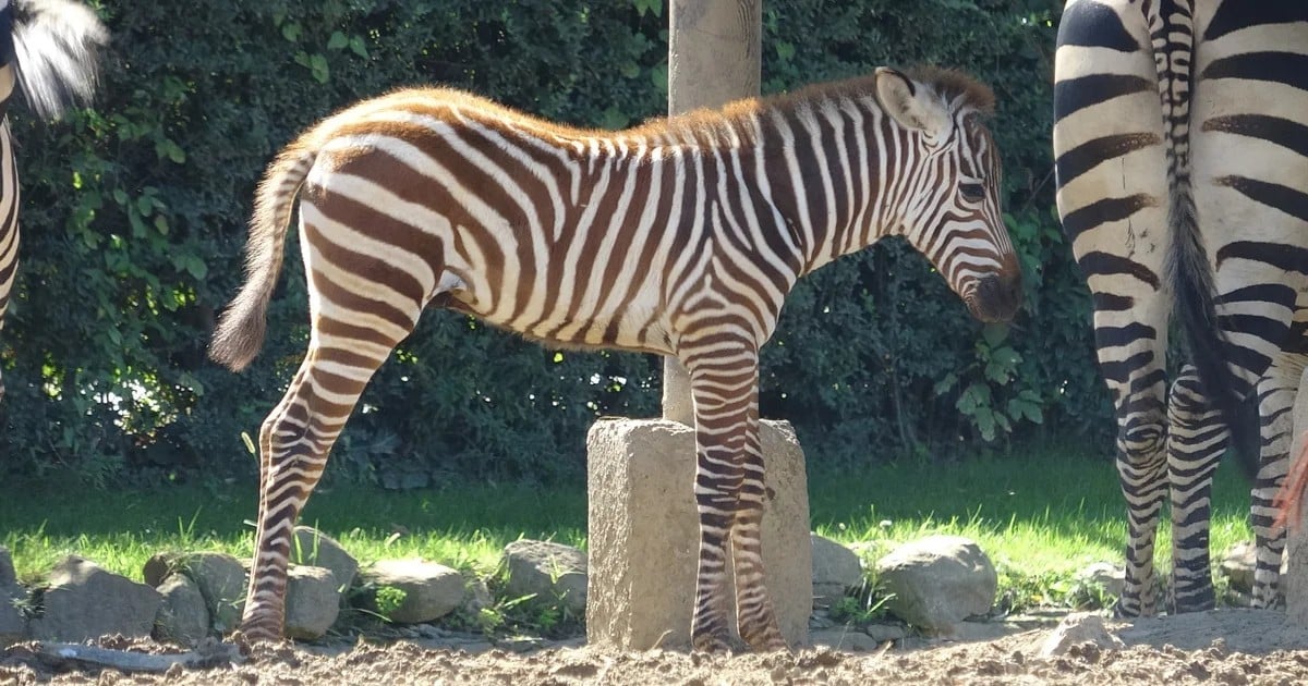 Bursa'da doğumu tesadüfen fark edilen zebra yavrusu Jason ilgi odağı oldu