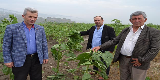Bursa'da ekili alanları dolu vurdu