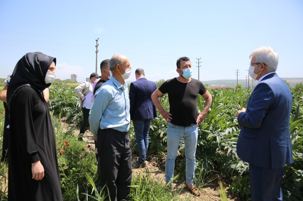 Bursa’da enginarın tarlada kalmaması için çalışma başlatıldı 