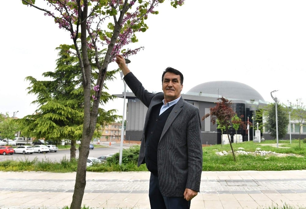 Bursa’da erguvan mevsimi başlıyor 