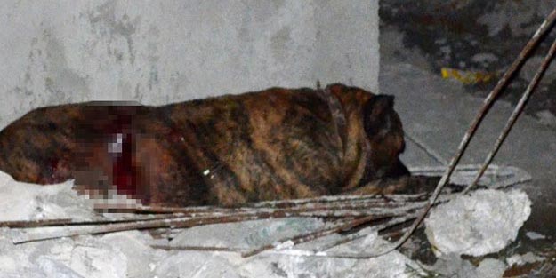 Bursa'da feci kavga! Köpeği bıçakladılar