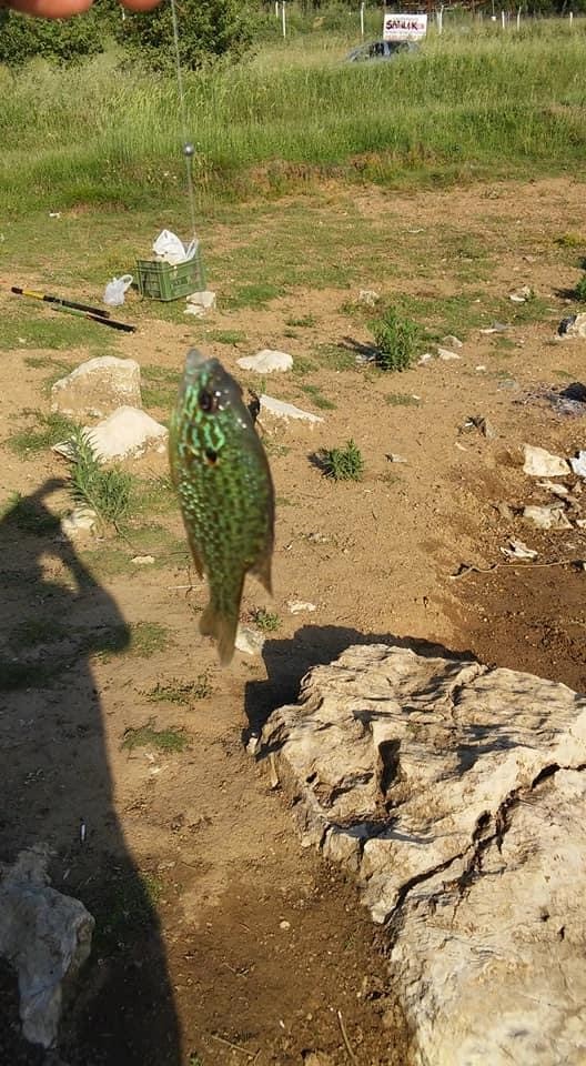 Bursa’da gölette yakalanan balık şaşırttı 