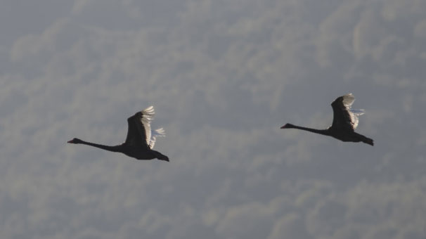 Bursa'da iki siyah kuğu görüntülendi