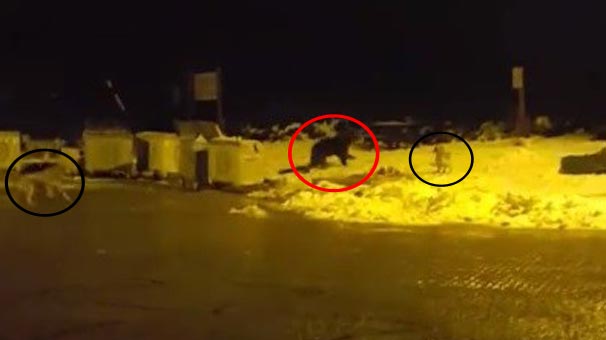 Bursa'da ilginç anlar! Köpekler ayıyı kovaladı