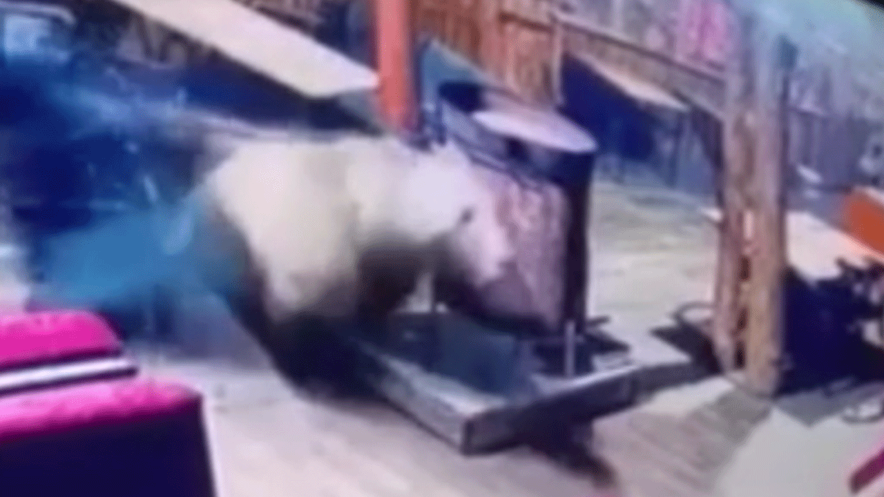 Bursa'da inanılmaz görüntüler: Bir işletmeyi ayı bastı!