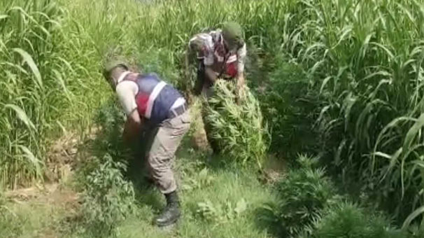 Bursa'da jandarma kenevirleri böyle söktü
