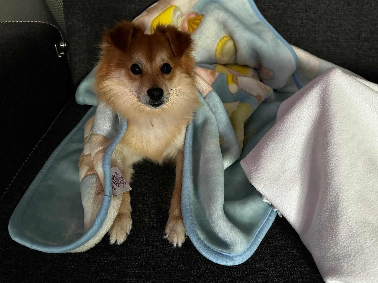 Bursa’da kayıp köpek alarmı! Pablo’yu bulan büyük ödülü kapacak