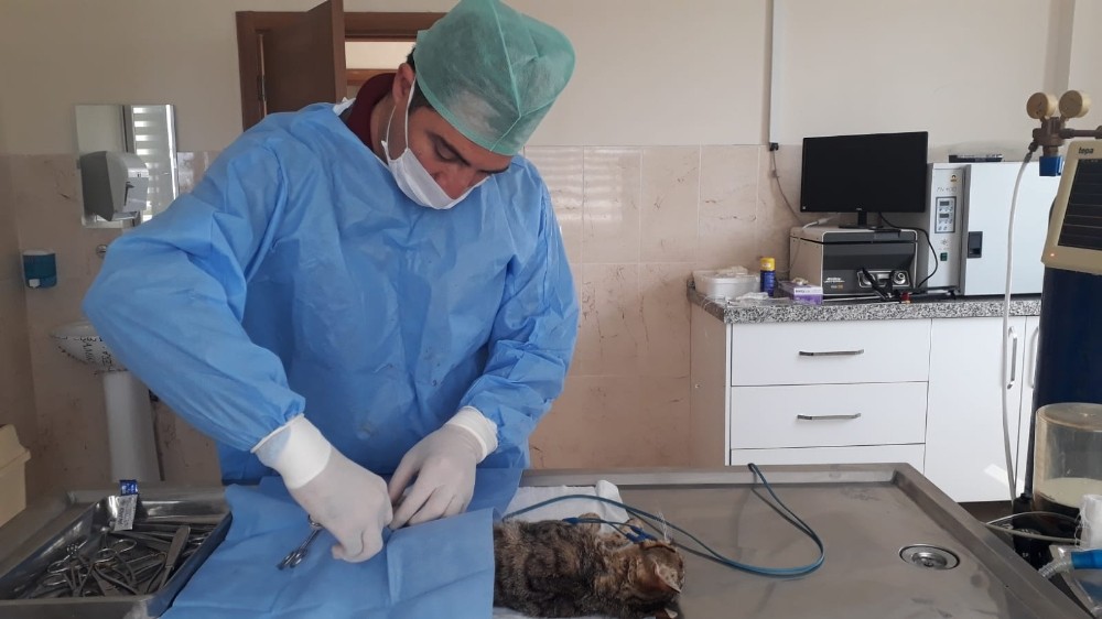 Bursa’da kazazede kedi ameliyat edildi 