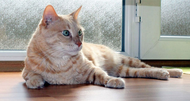 Bursa'da kediye tahliye davasında davacı aile konuştu