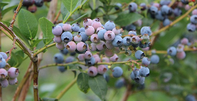 Bursa'da kimsenin ekmediği meyvenin kilosunu 25 liradan satıyor