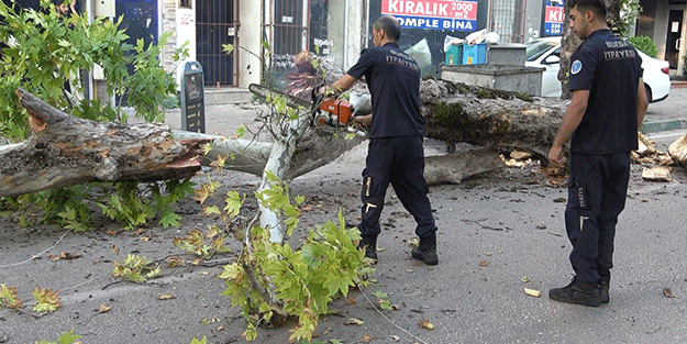Bursa’da kökleri çürüyen asırlık çınar ağacı devrildi