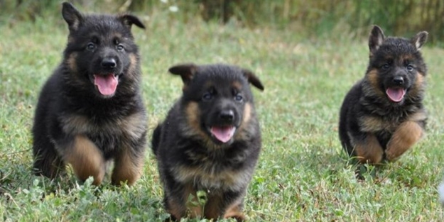 Bursa'da köpekler kıyasıya yarıştı