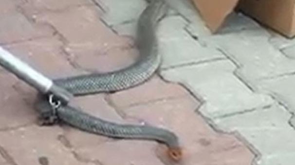 Bursa'da korku dolu dakikalar! İki metrelik yılan...