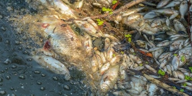 Bursa’da korkutan balık ölümleri