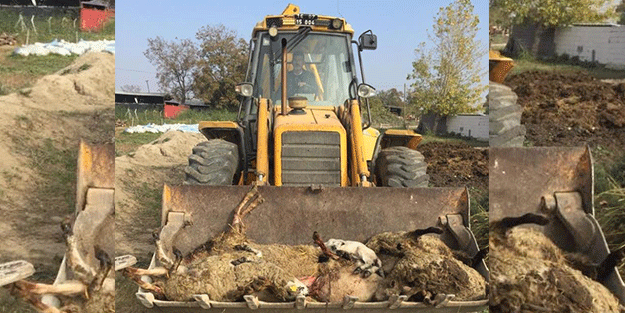 Bursa'da kuduz alarmı! Sokak köpekleri dehşet saçtı