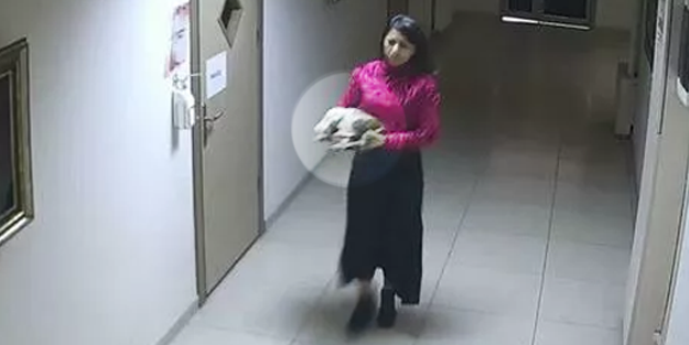 Bursa'da ölen kedinin karnını açıp, yavrularını kalp masajıyla...