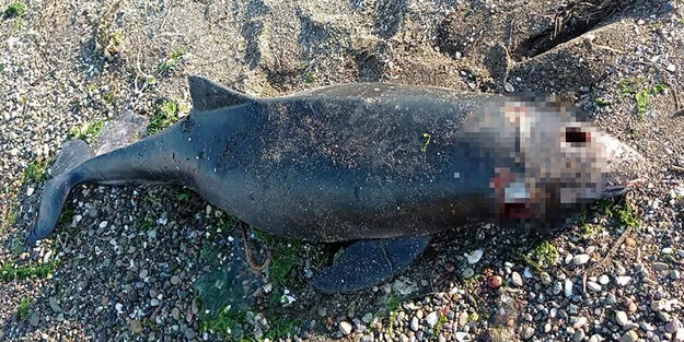 Bursa'da ölü bir yunus daha sahile vurdu