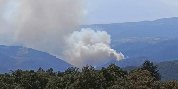 Bursa'da orman yangını