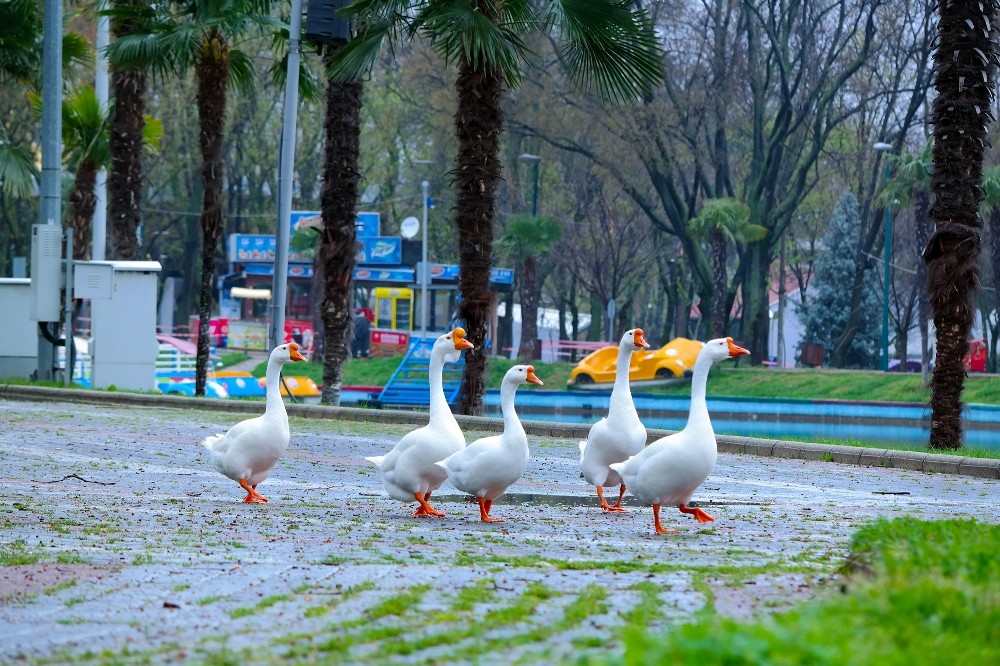 Bursa’da parklar sağlık için kapatıldı 