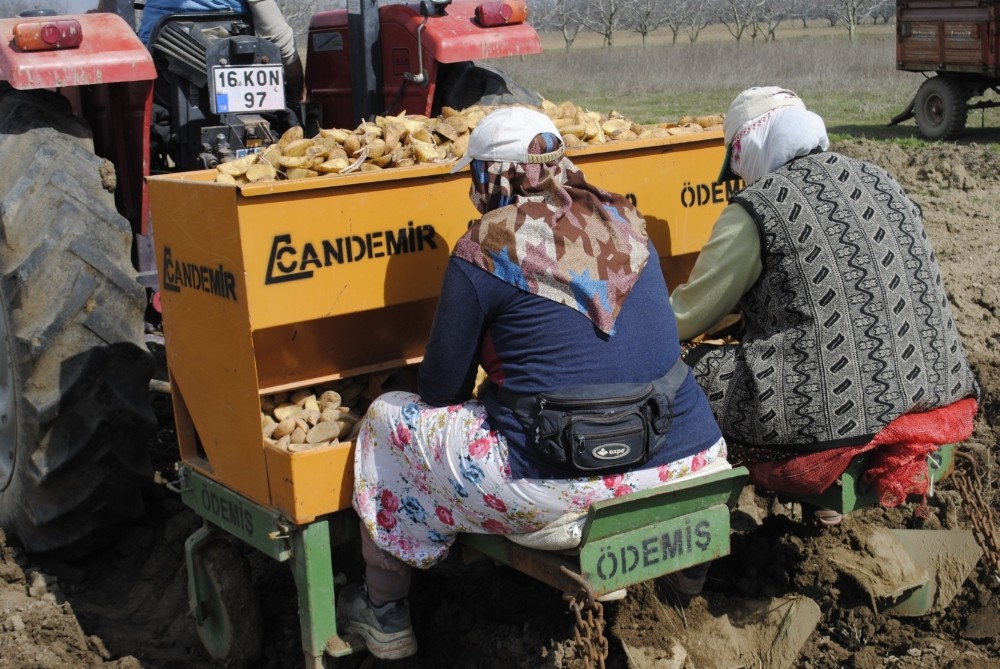 Bursa’da patates ekimi başladı 