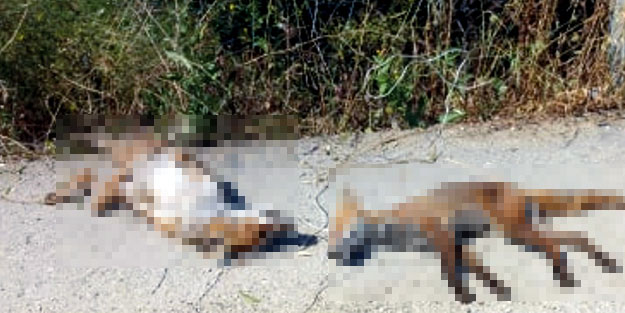 Bursa'da rezil görüntü... Hunharca öldürülmüşler
