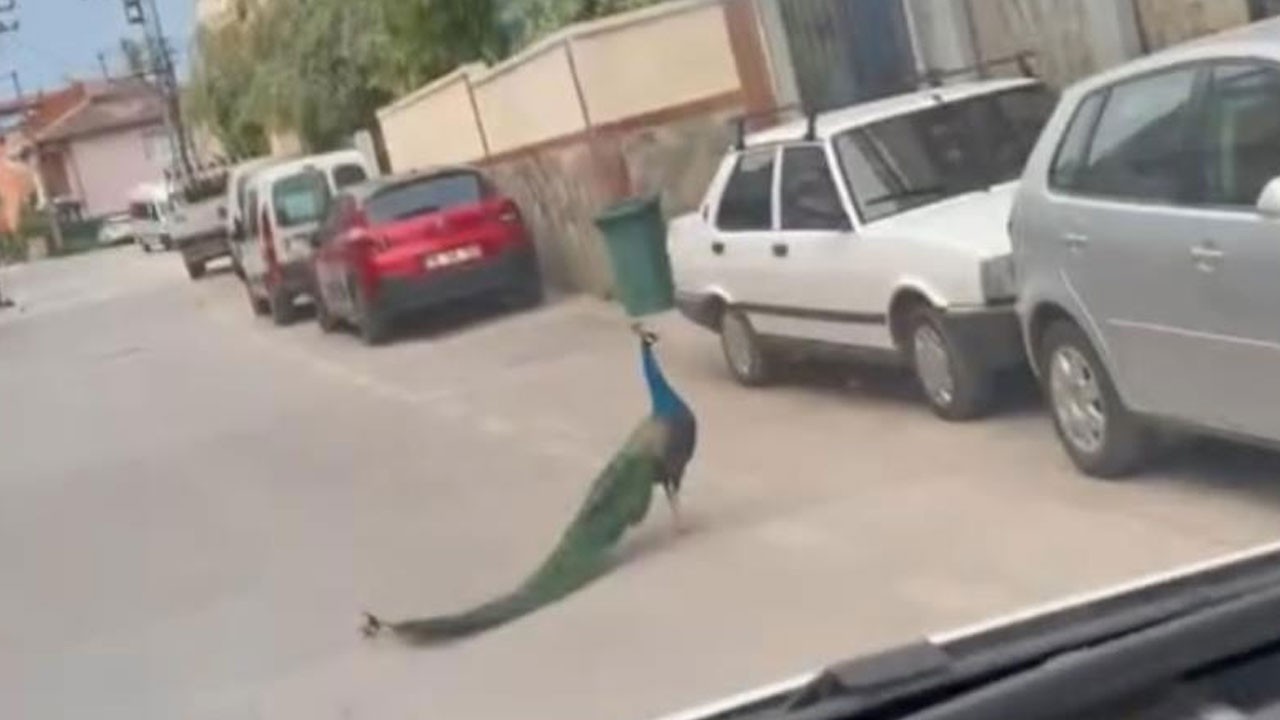 Bursa'da şaşırtan görüntü! Yol ortasında gezinen o hayvan sürücüleri şaşırttı