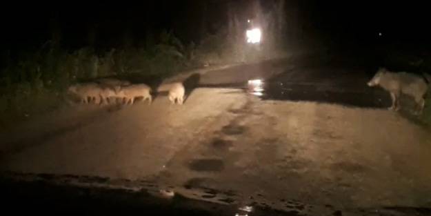 Bursa'da şehre inen domuz sürüsü böyle görüntülendi
