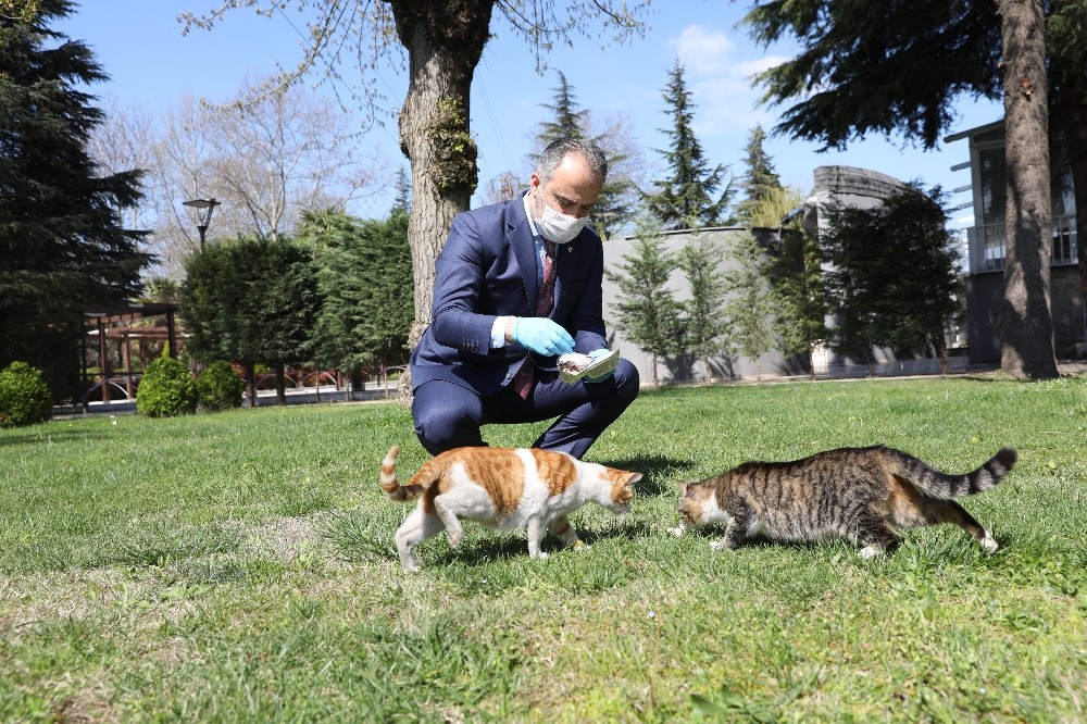 Bursa’da sokak hayvanları için 50 mamatik 