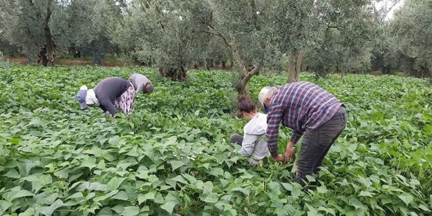 Bursa’da taze fasulye hasadı başladı