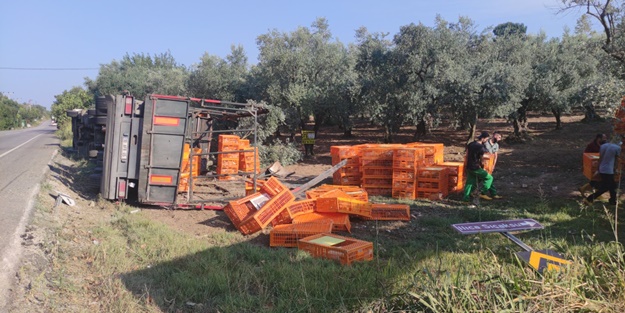 Bursa'da tır zeytinliğe devrildi! Bazı tavuklar telef oldu