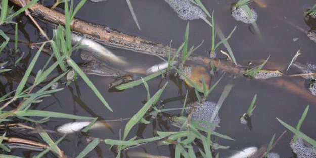Bursa'da toplu balık ölümleri görülen dere suları temiz çıktı