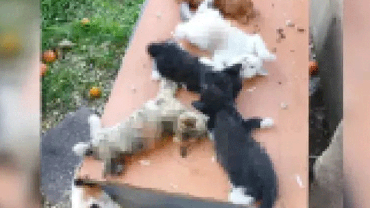 Bursa’da vahşet: Apartman bahçesindeki 8 yavru kediyi bıçaklayarak öldürdüler