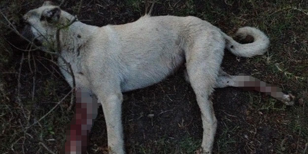Bursa'da vahşet! Tavuğuna saldıran 4 aylık köpeği pompalıyla vurdu
