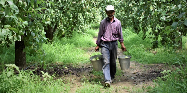 Bursa'da yetiştiriliyor... Dalındayken alıcı buluyor