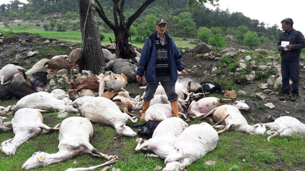 Bursa'da yıldırım düşmesi sonucu 52 küçükbaş hayvan telef oldu
