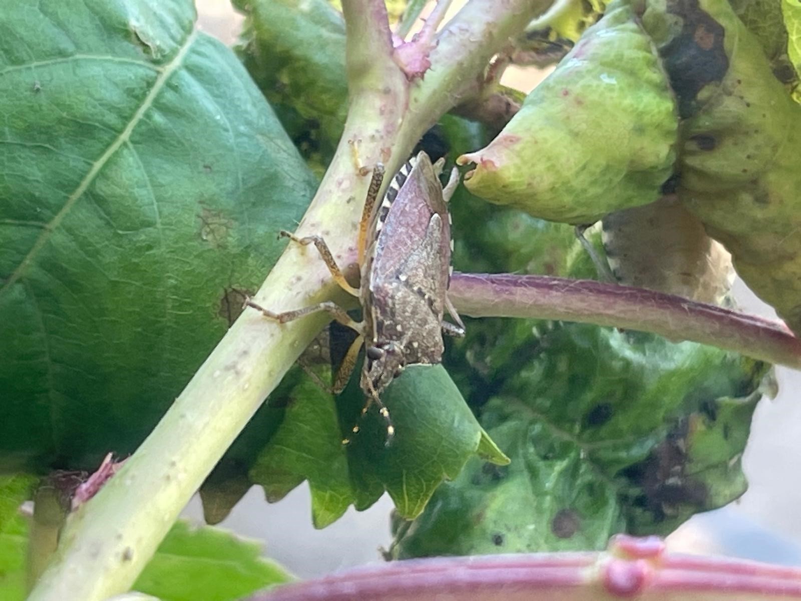 Bursa'da yüzlerce çiftçinin kabusu oldu...Kiraz, erik ve dutlarda büyük zarar