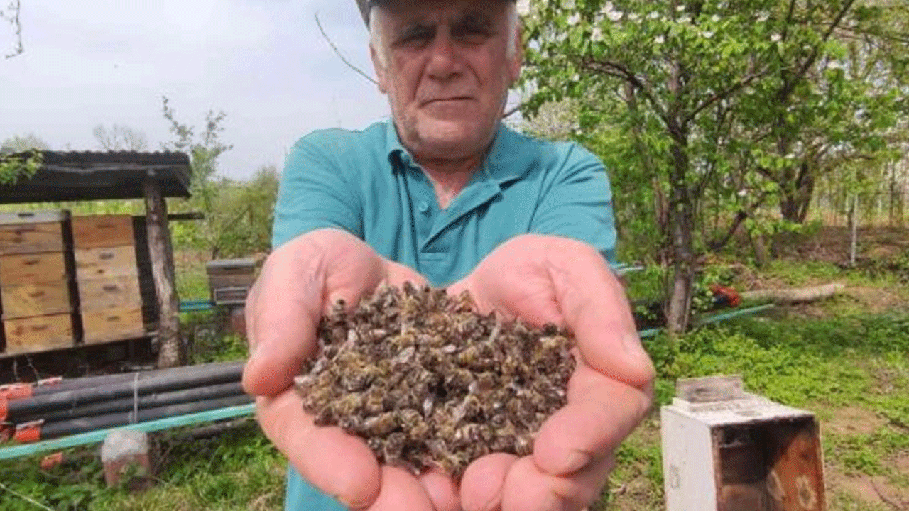 Bursa'daki yangında sadece ağaçlar değil, binlerce can da kül oldu! 300 arı kovanı telef oldu