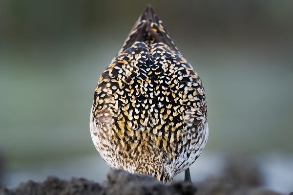 Bursa’nın şaşırtan misafiri