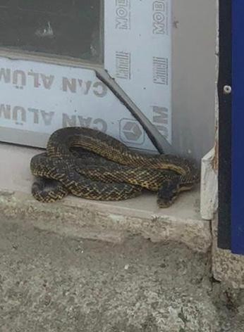 Bursa’yı yılanlar bastı 