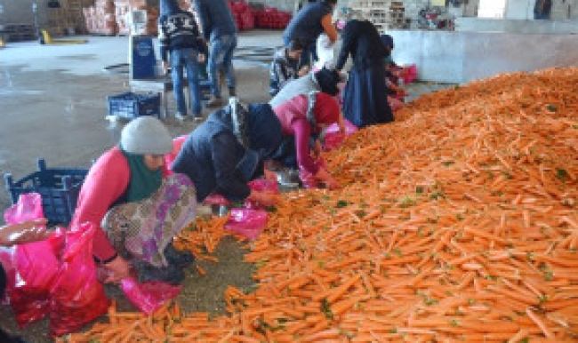 Buruk hasat,yüzleri güldürmedi