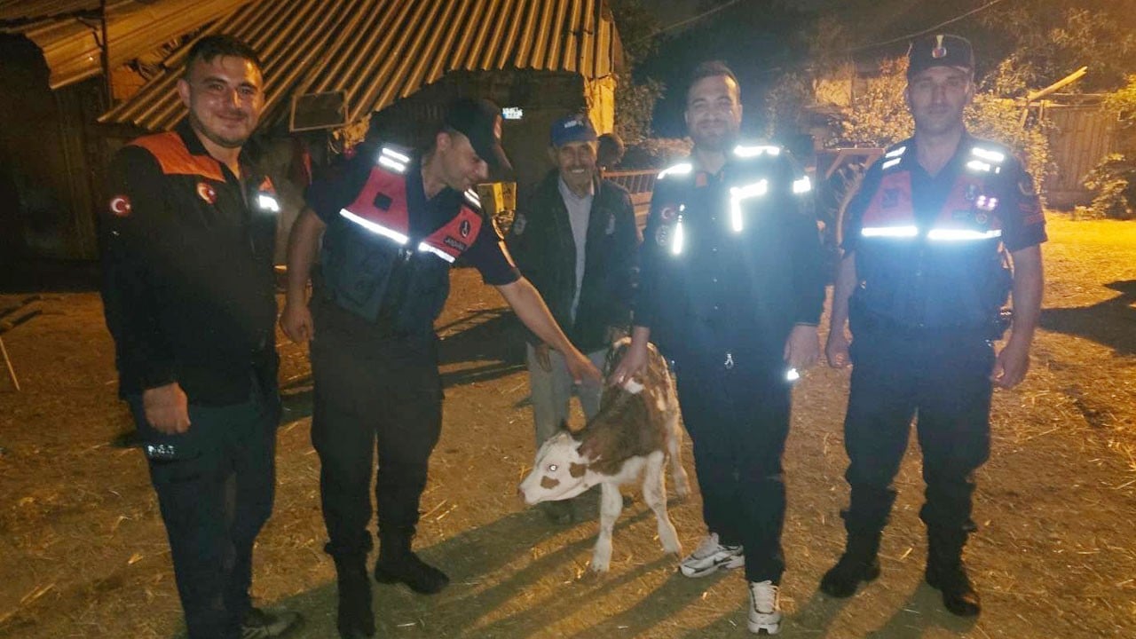 Bütün köy, jandarma ile aramaya çıktı! Kayıp inek tarlada doğum yapmış halde bulundu