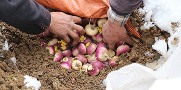 Bütün sebze meyveleri toprağa gömmeye başladılar! Sebebi çok şaşırttı