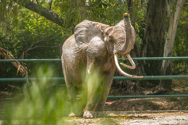 Bütün ülke 'Bambi'yi konuşuyor