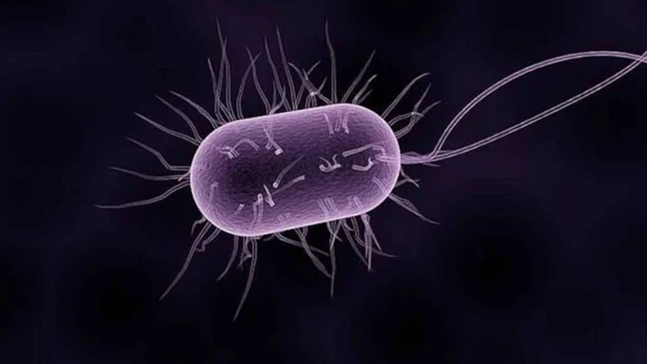 Büyük bir keşif: Yeni bir mikrop türü keşfedildi! Tüm dünyaya ilan edildi