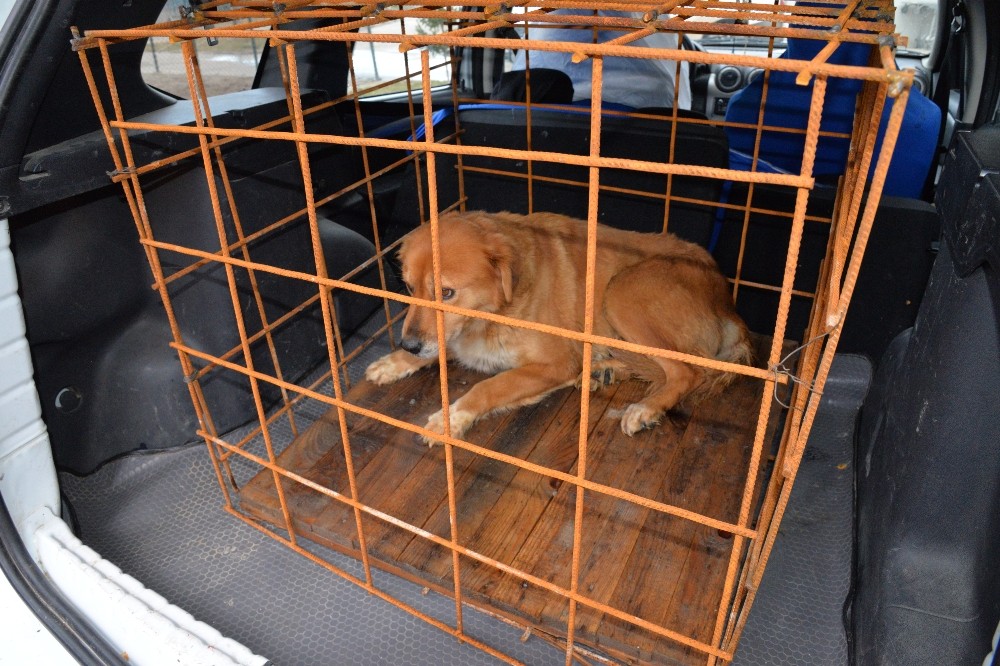 Büyük bir operasyon geçiren köpeğin tedavisi tamamlandı 