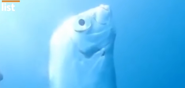 Büyük depremler öncesi görülen kıyamet balığı Tayvan’da ortaya çıktı