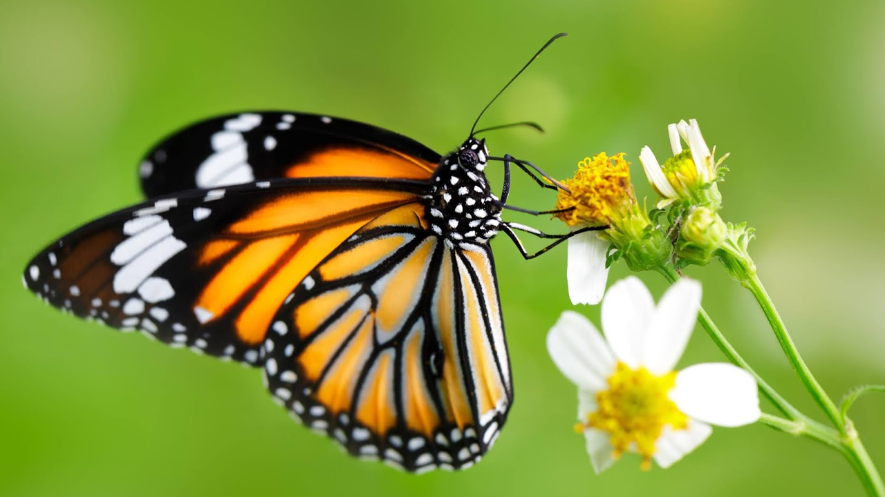 Büyük gizem: Kelebeklerin ömrü neden çok kısadır?