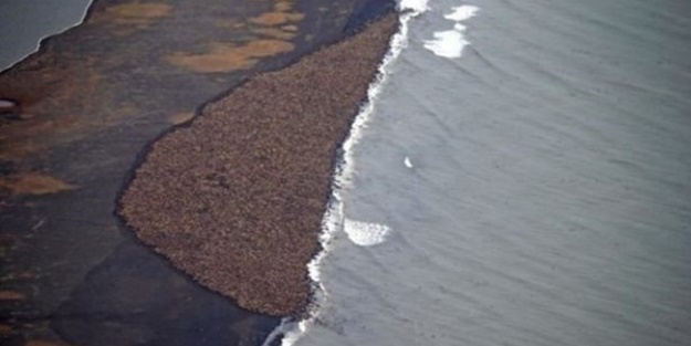 Büyük göçten muhteşem kareler