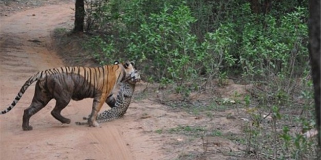 Büyük kedilerin kavgası turistleri şaşırttı!